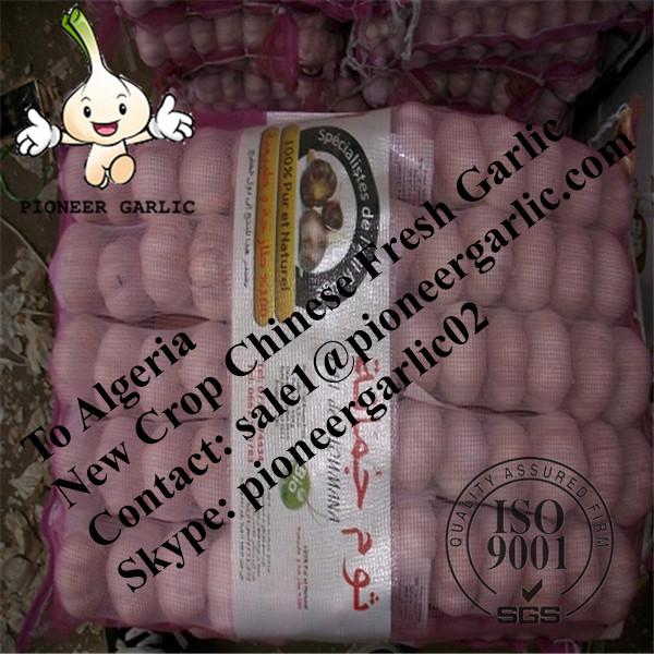 Chinese Fresh Red Garlic Exported to Algeria Market #1 image