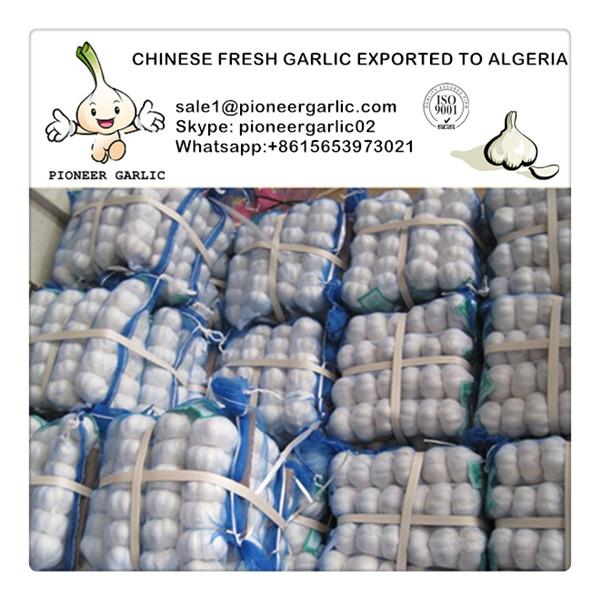 Chinese Fresh Normal White Garlic Exported to Algeria Market #1 image