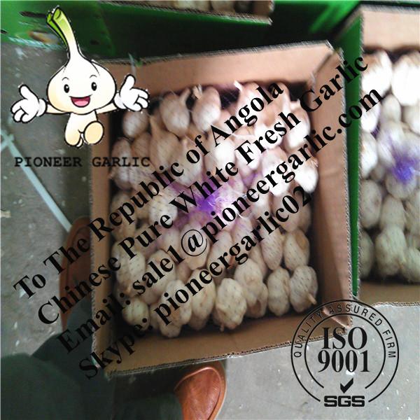 Chinese Fresh Pure White Garlic Exported to Angola #1 image