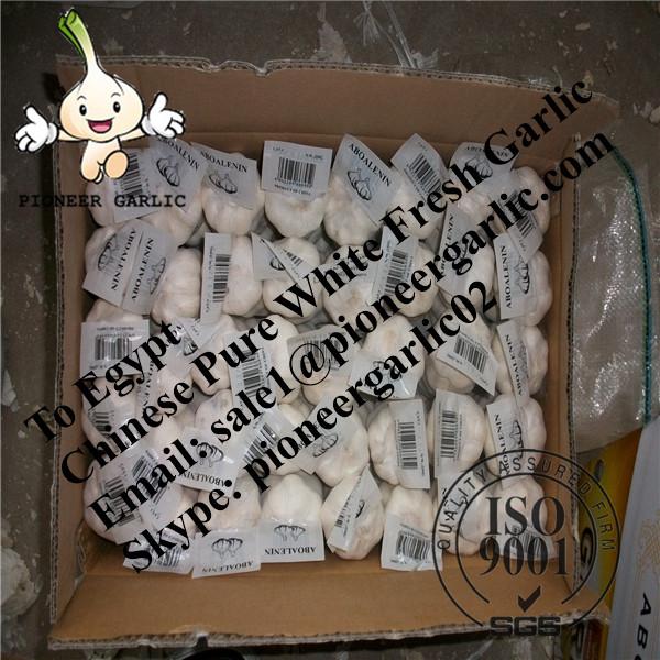 Chinese Fresh Pure White Garlic Exported to Egypt #1 image
