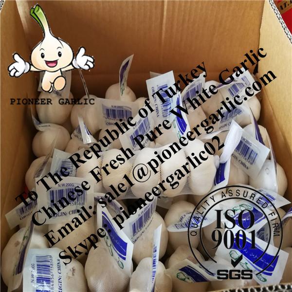 Chinese Fresh Pure White Garlic Exported to Turkey #1 image