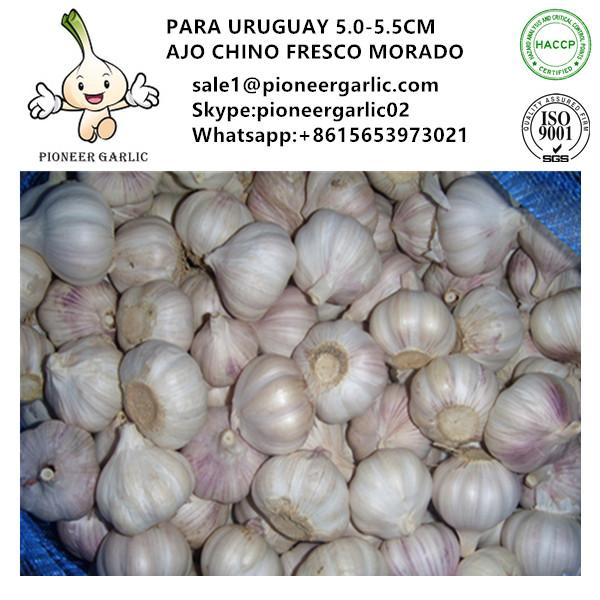 Chinese Fresh Normal White Garlic Exported to Uruguay Market #1 image