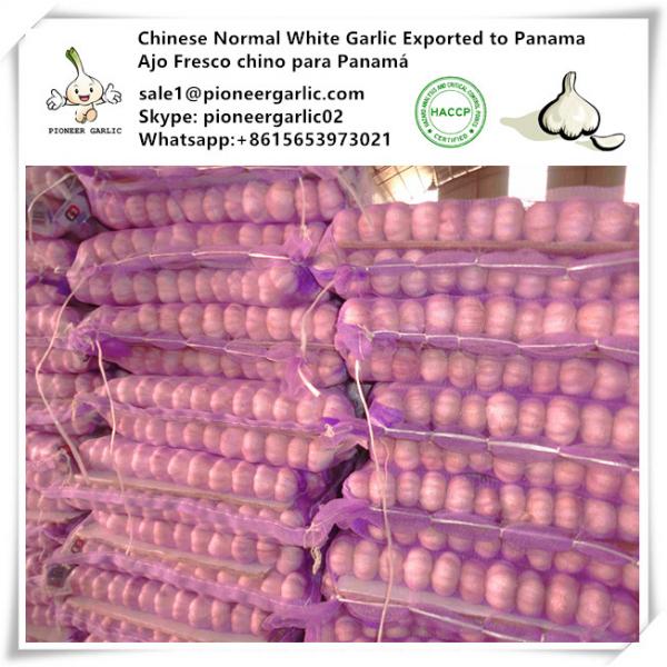 Chinese Fresh Normal White Garlic Exported to Panama Market #1 image