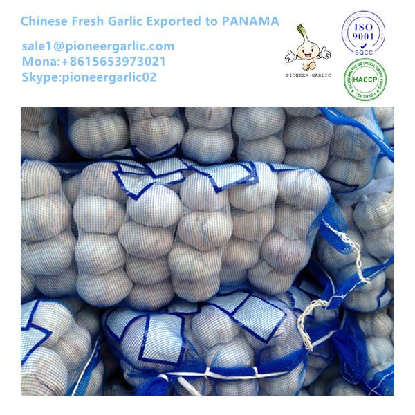 Chinese Fresh Red Garlic Exported to Panama Market Mesh Bag Packing #1 image