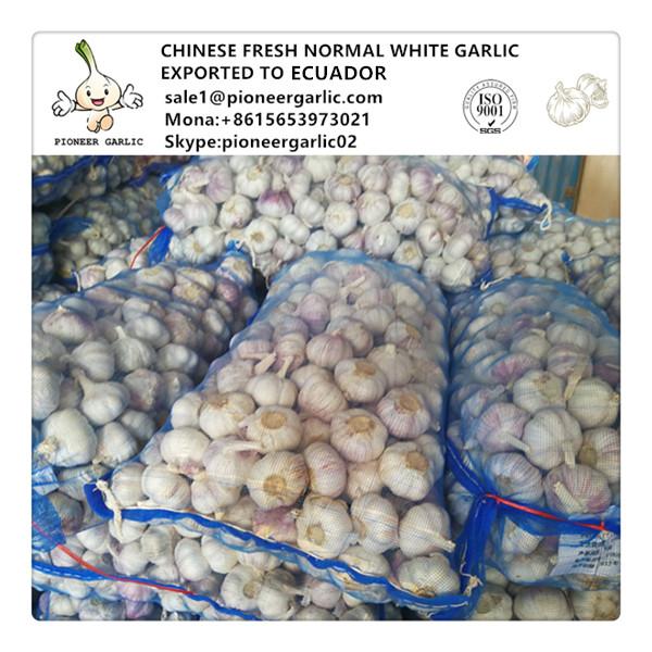 Chinese Fresh Normal White Garlic Exported to Ecuador Market #1 image
