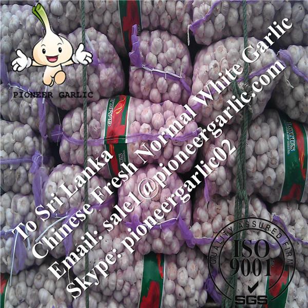 Chinese Fresh Red Garlic Exported to Sri Lanka Market #1 image