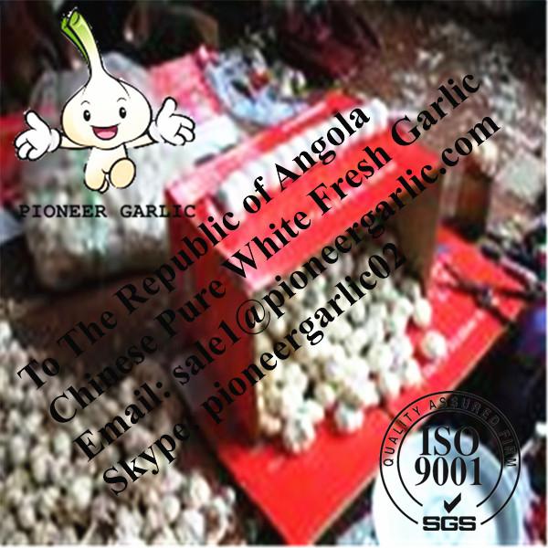 Chinese Fresh Snow White Garlic Exported to Angola #1 image