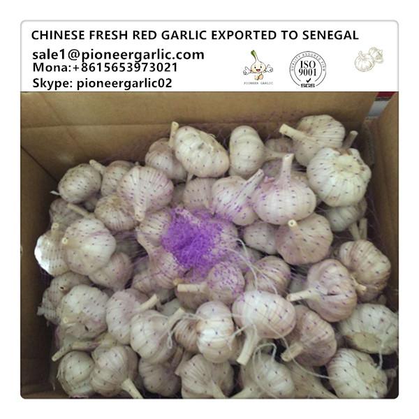 Chinese Fresh Red White Garlic Exported to Senegal Market #1 image