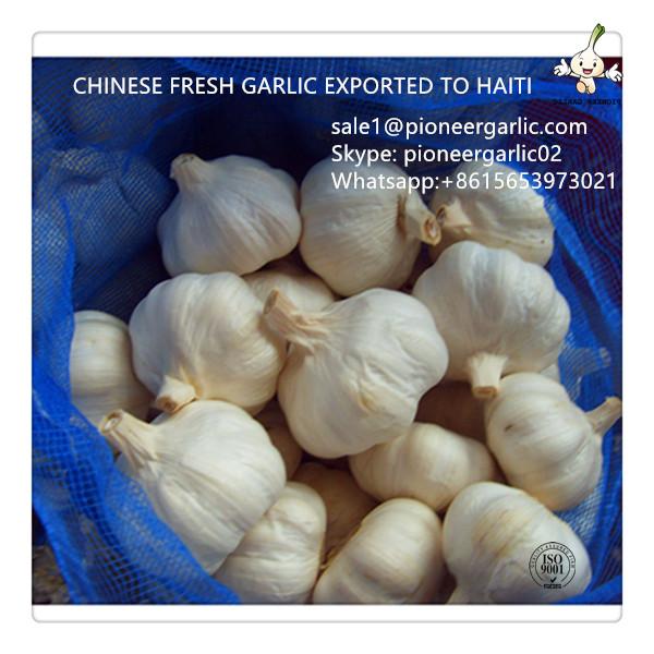 Chinese Fresh Red Garlic Exported to Haiti Market #1 image