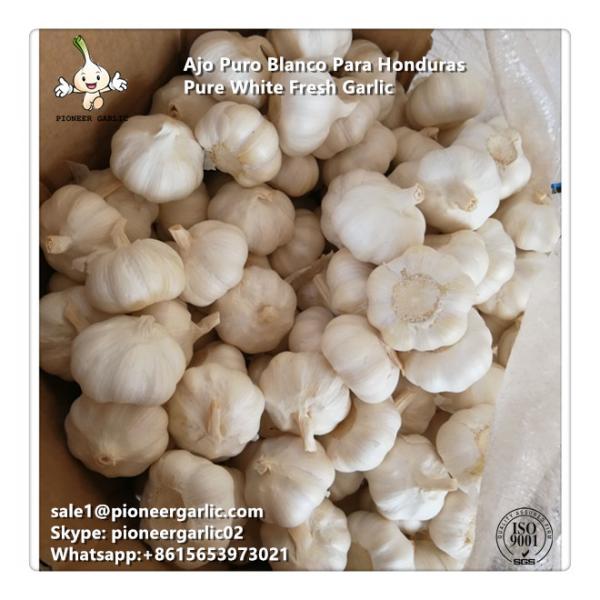Chinese Fresh Snow White Garlic Exported to Honduras #1 image