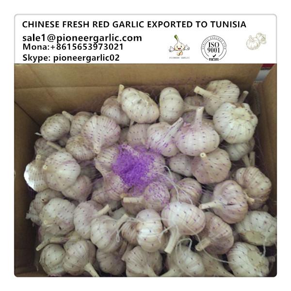 Chinese Fresh Red Garlic Exported to Tunisia Market #1 image