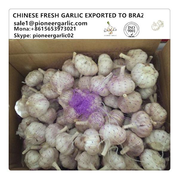 Chinese Fresh Normal White Garlic Exported to Brazil Market #1 image