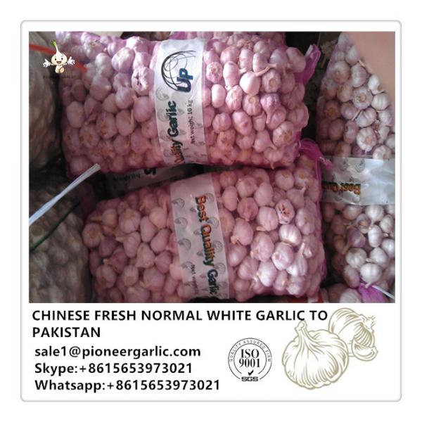 Chinese Fresh Normal Garlic Exported to Pakistan Market #1 image