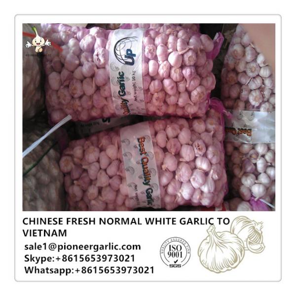 Chinese Fresh Normal White Garlic Exported to Vietnam #1 image