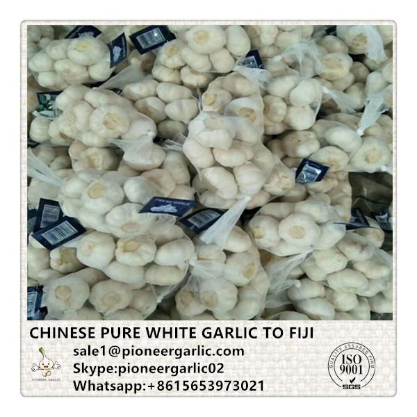 Chinese Fresh Pure White Garlic Exported to Fiji #1 image
