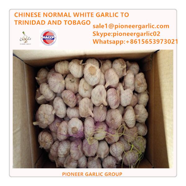 Chinese Fresh Normal White Garlic Exported to TT Market #1 image
