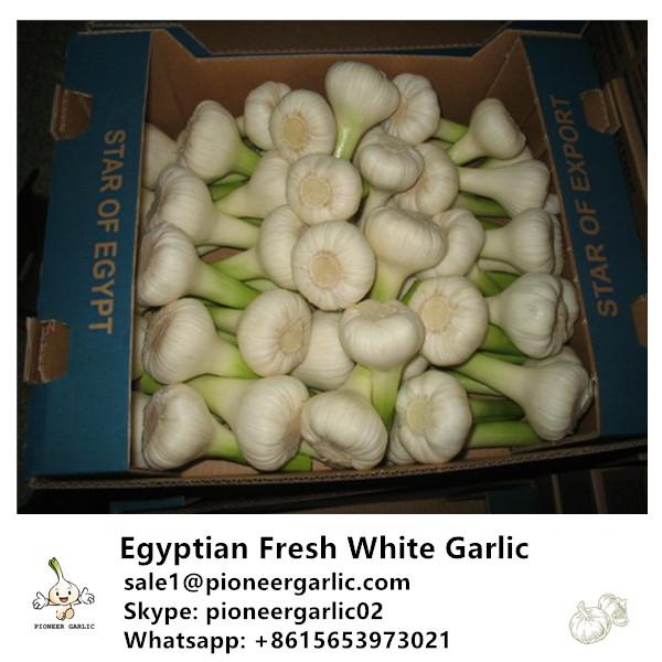 Chinese Fresh Pure White Garlic Exported to Fiji #1 image