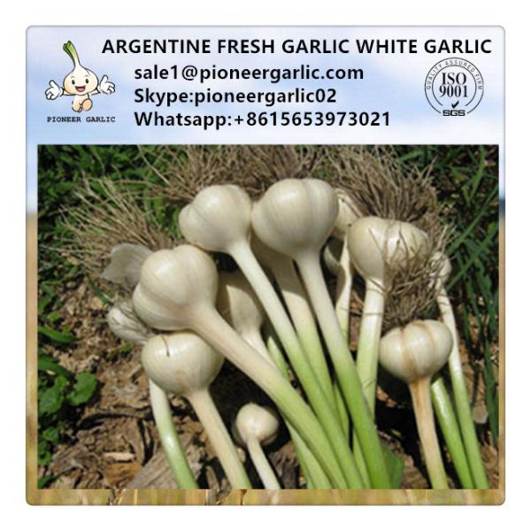 Argentine Fresh Normal White Garlic Exported to Worldwide #1 image