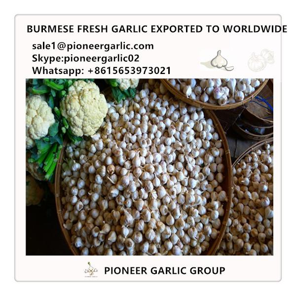 Burmese Fresh Normal White Garlic #1 image