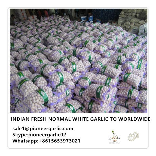Indian Fresh Normal White Garlic to Worldwide #1 image