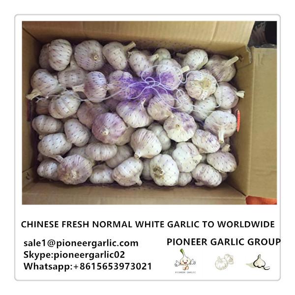 Chinese Fresh Normal White Garlic to Worldwide #1 image