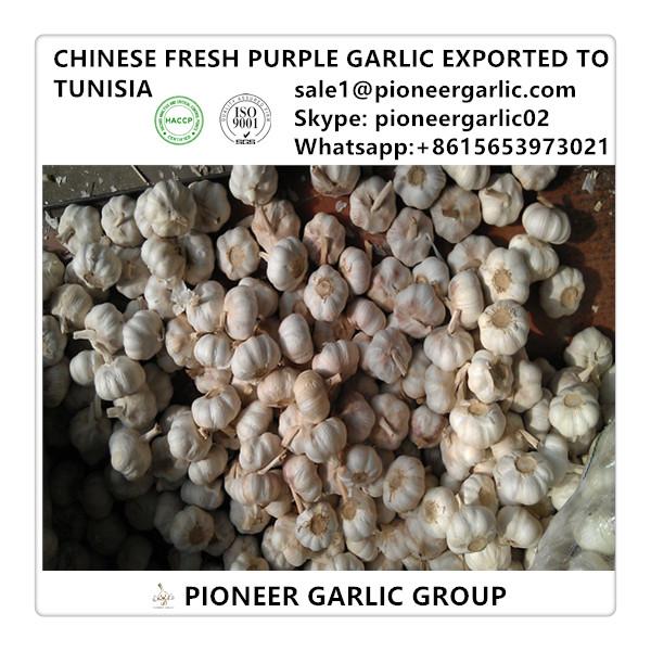 Chinese Fresh Normal White Garlic Exported to Tunisia Market #1 image