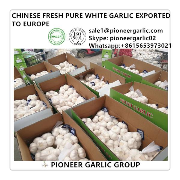 Chinese Best Quality Fresh Pure White Garlic Exported to Europe #1 image
