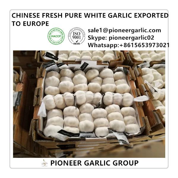 Chinese Best Quality Fresh Snow White Garlic Exported to Europe #1 image