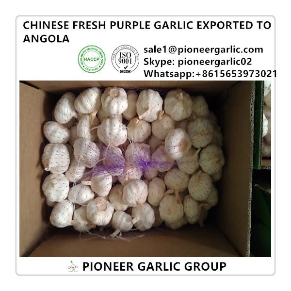 Chinese Fresh Red Garlic Exported to Angola #1 image