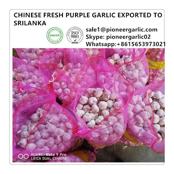 Chinese 5.0cm Fresh Garlic Exported to Sri Lanka Market #1 image