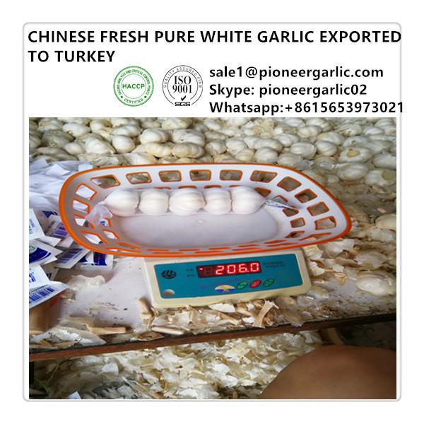 Chinese Fresh 5.0cm Pure White Fresh White Garlic Exported to Turkey #1 image