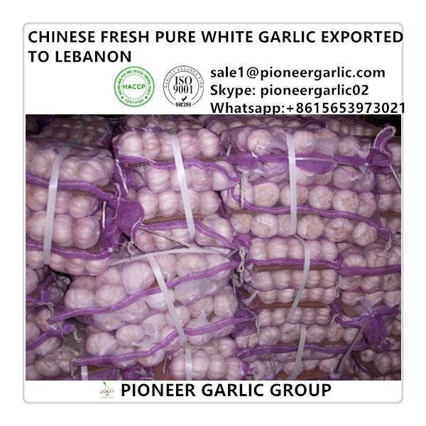 Chinese Fresh Red Garlic Exported to Lebanon Market #1 image