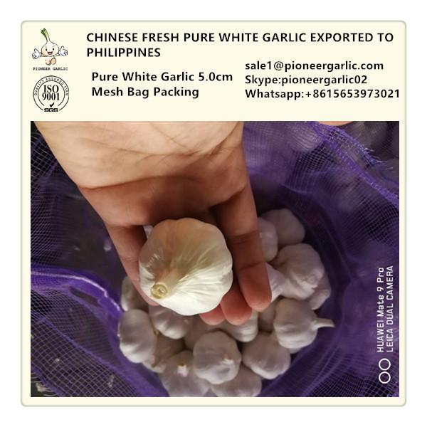 Chinese Fresh Red Garlic Exported to Philippines Market #1 image